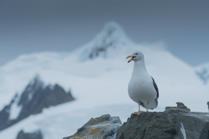 Kelp Gulls are vicious Icelandic predators and scavengers.