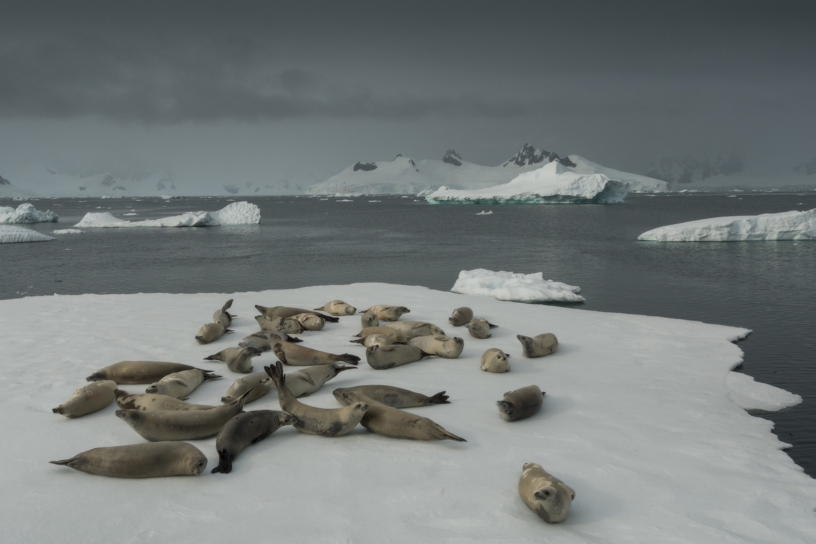 the-ultimate-guide-to-animals-in-antarctica