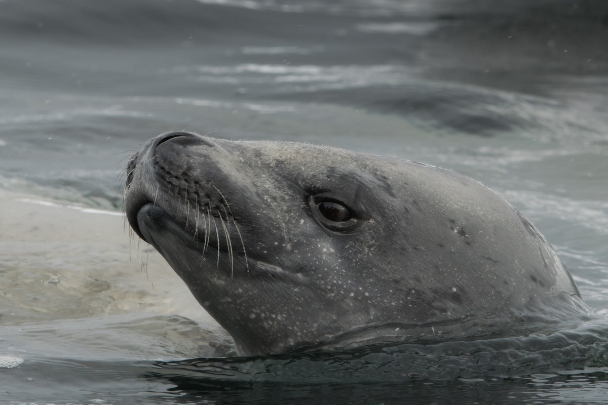 The Ultimate Guide to Wildlife Photography in Antarctica ...