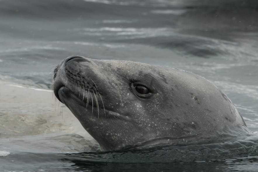 Leopard seals are second to orcas as the greatest hunters in the Antarctic.