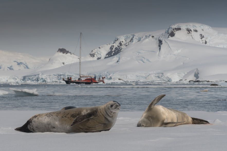Crabeater Seals, Antarctic natives, are the most common species of seal.