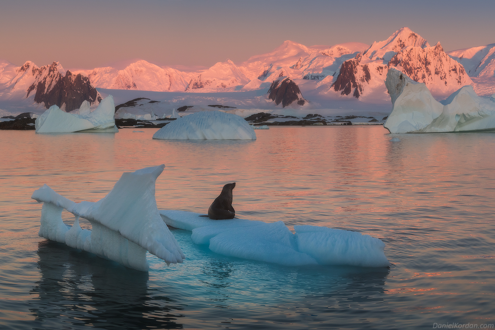 the-ultimate-guide-to-animals-in-antarctica