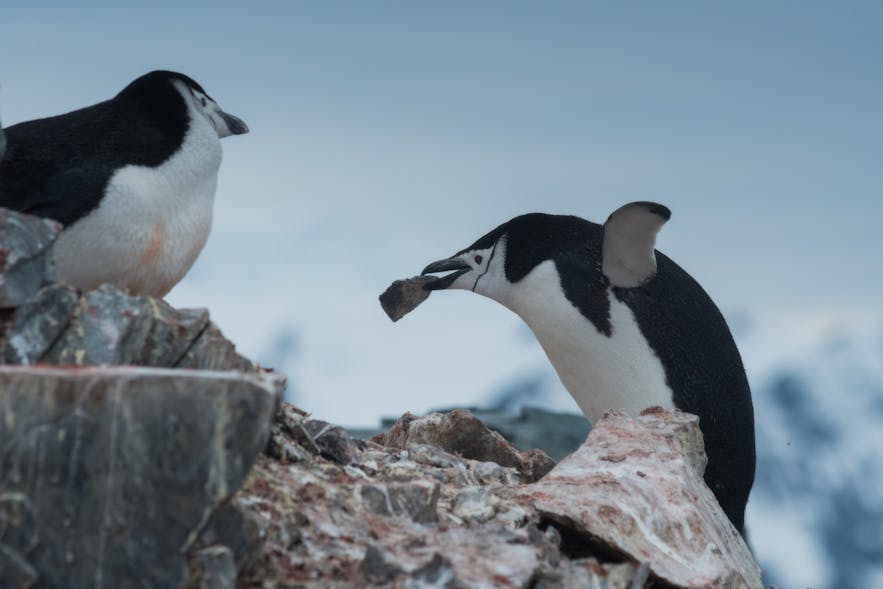 Chinstrap penguins in Antarctica are territorial over their courting stones.