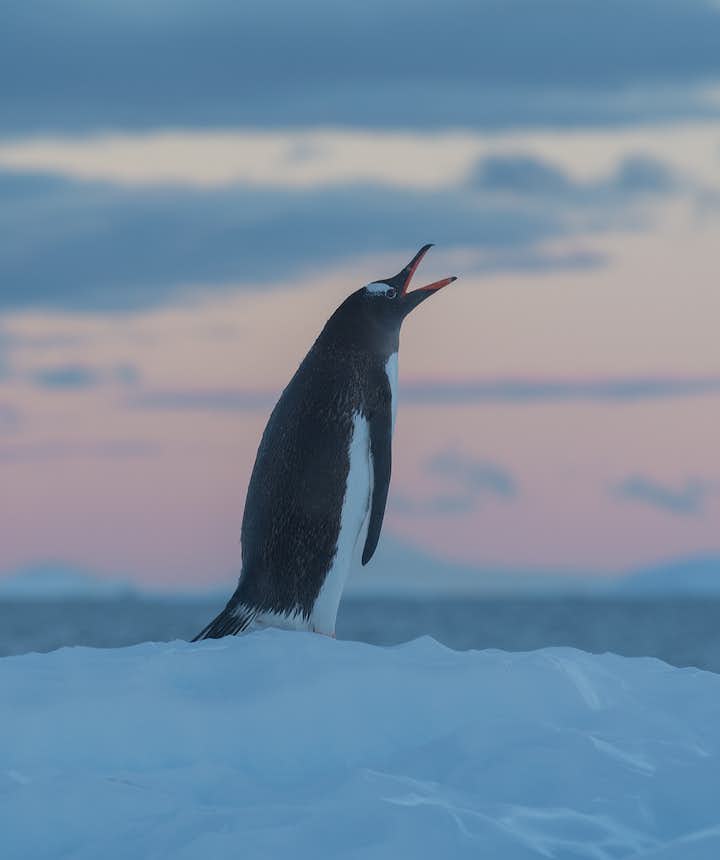 A Gentoo Penguin in Antarctica calls for its mate.