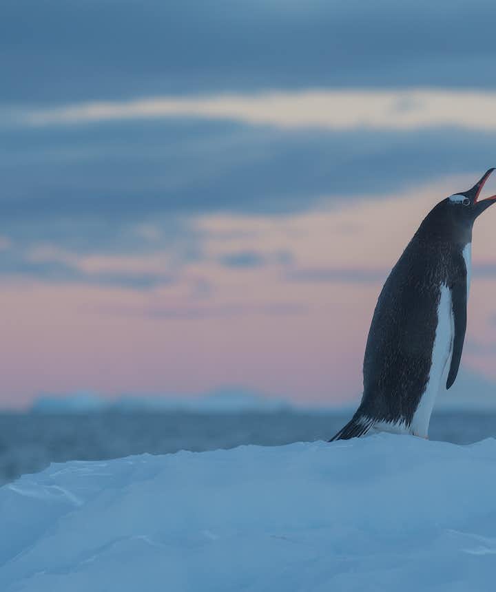 A Gentoo Penguin in Antarctica calls for its mate.