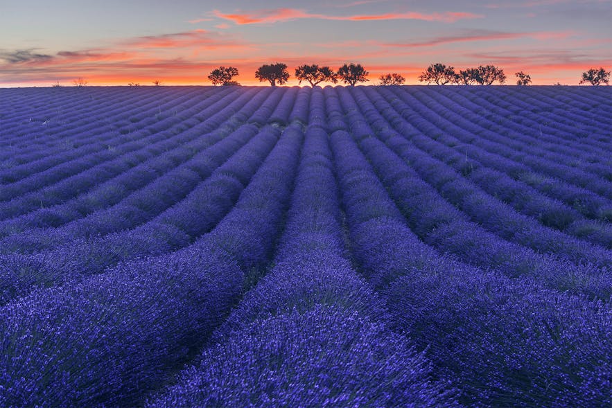 Ultimate Photography Guide to the Lavender Fields of Provence