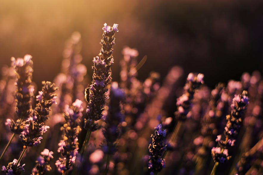Ultimate Photography Guide to the Lavender Fields of Provence