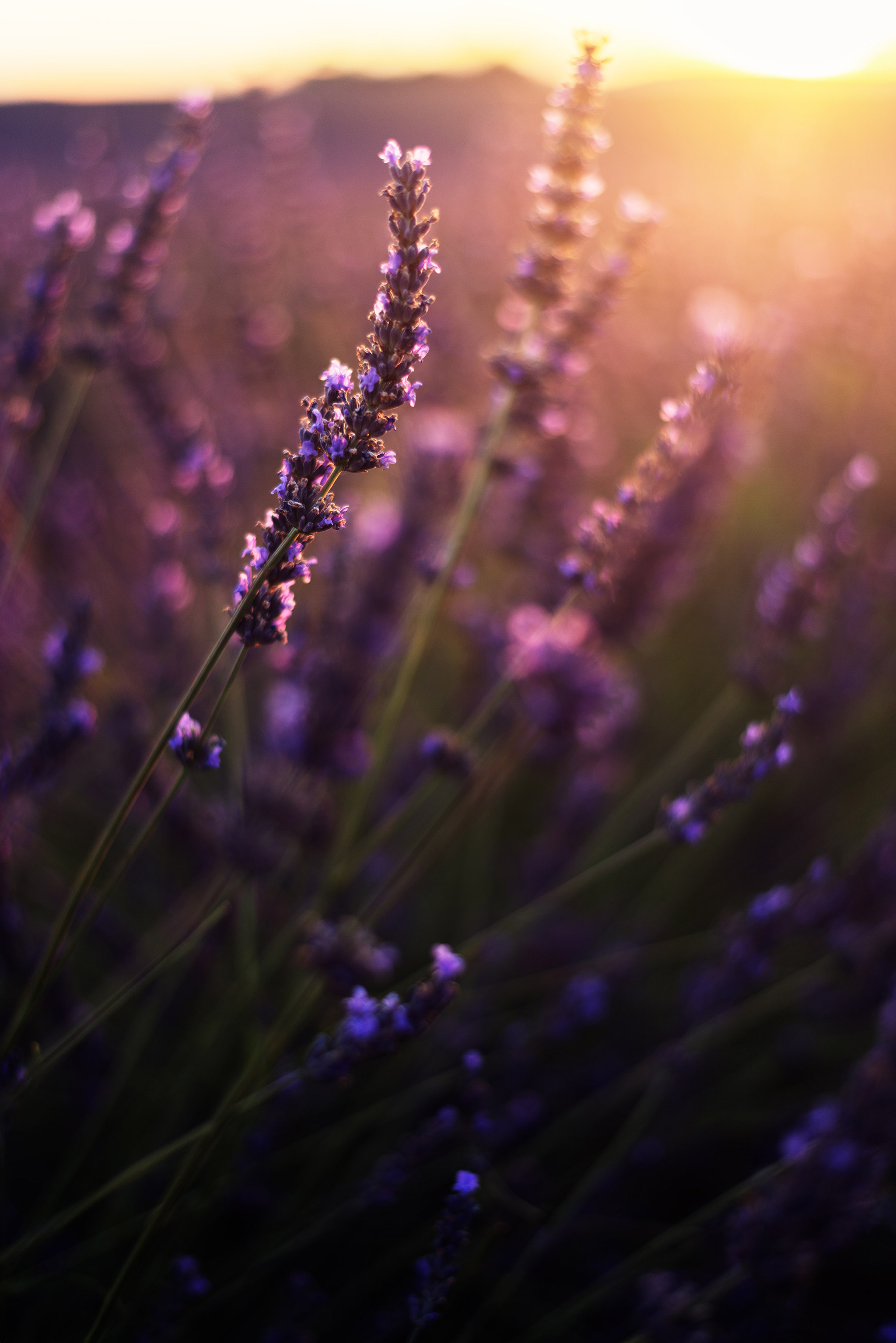 Ultimate Photography Guide to the Lavender Fields of Prov...