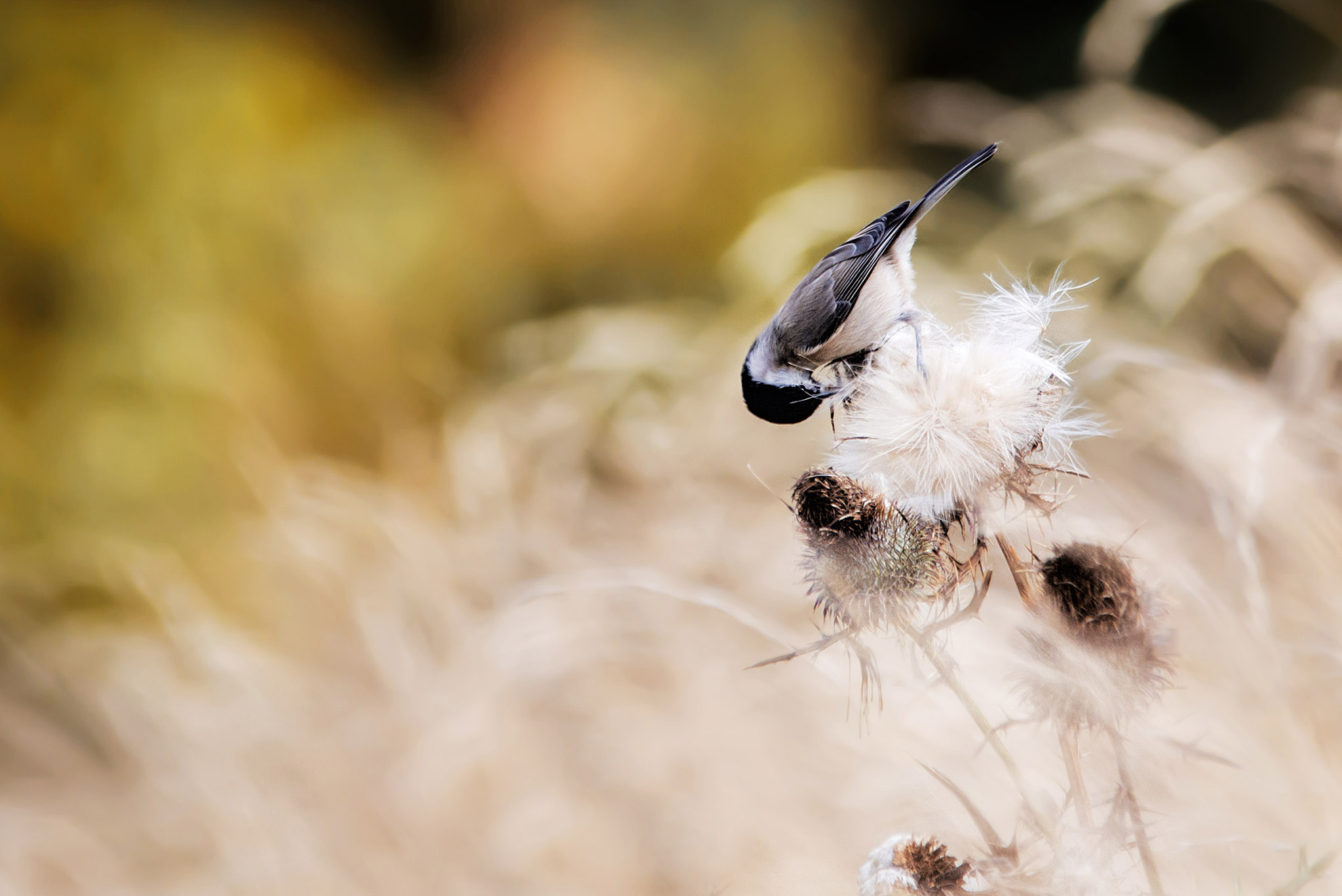 The Best Lenses for Wildlife Photography