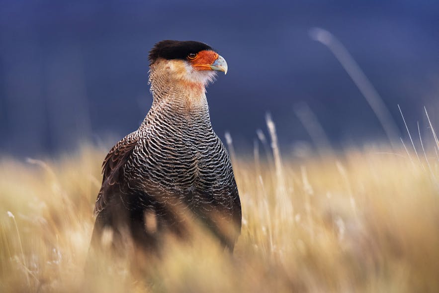 The Best Lenses for Wildlife Photography