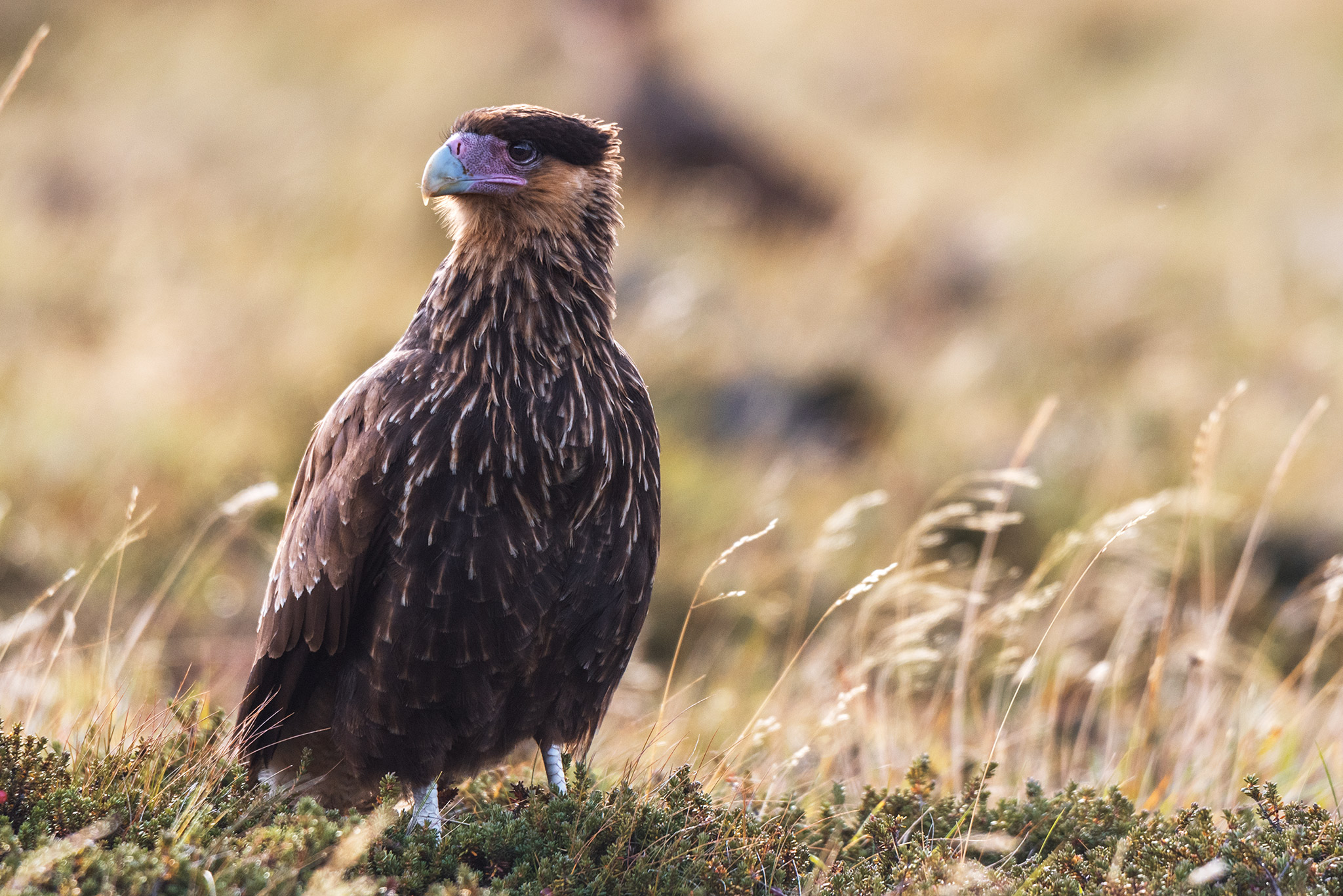 The Best Lenses for Wildlife Photography