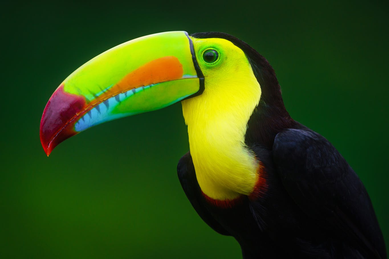 12 Day Costa Rica Wildlife & Landscape Photography Workshop - day 5