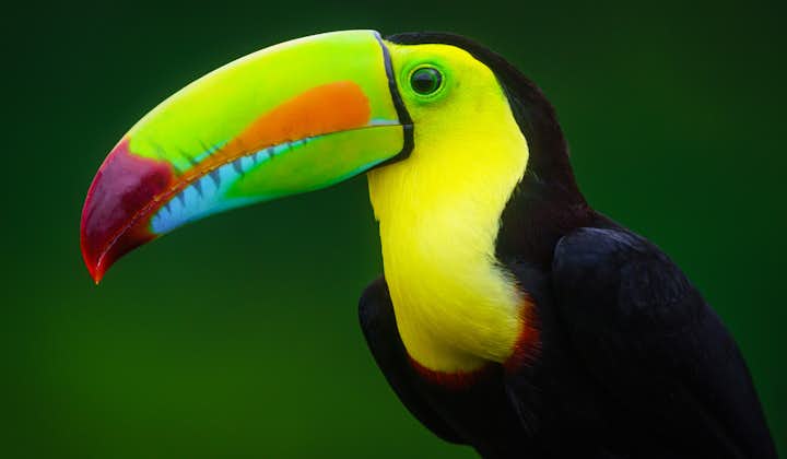 12 Day Costa Rica Wildlife & Landscape Photography Workshop