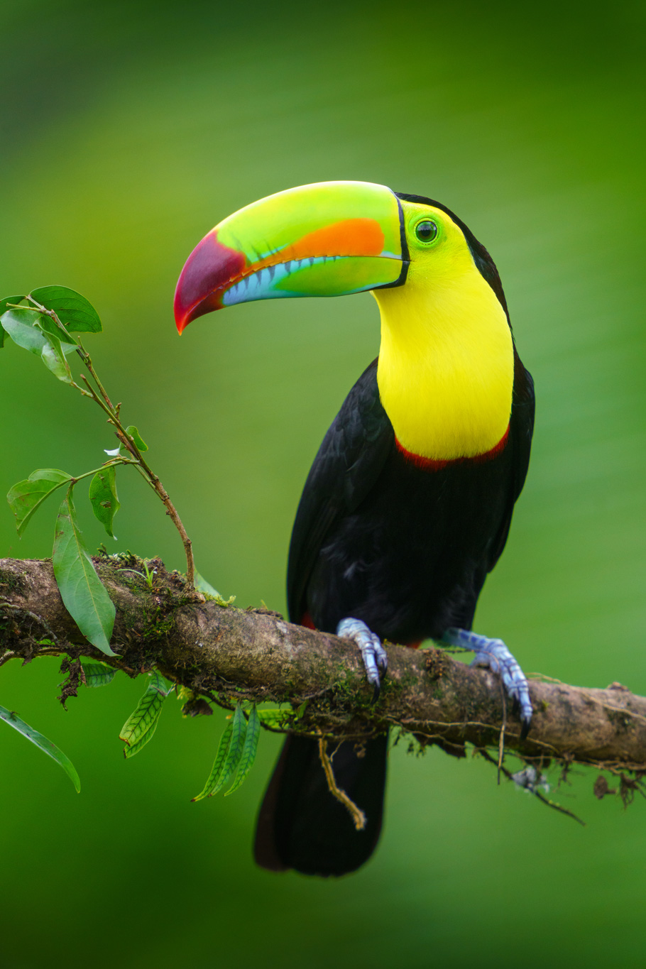 12 Day Costa Rica Wildlife & Landscape Photography Workshop