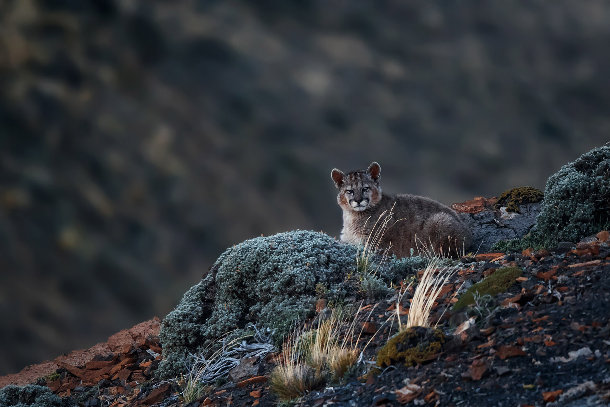 10 Wildlife Photography Tips for Beginners