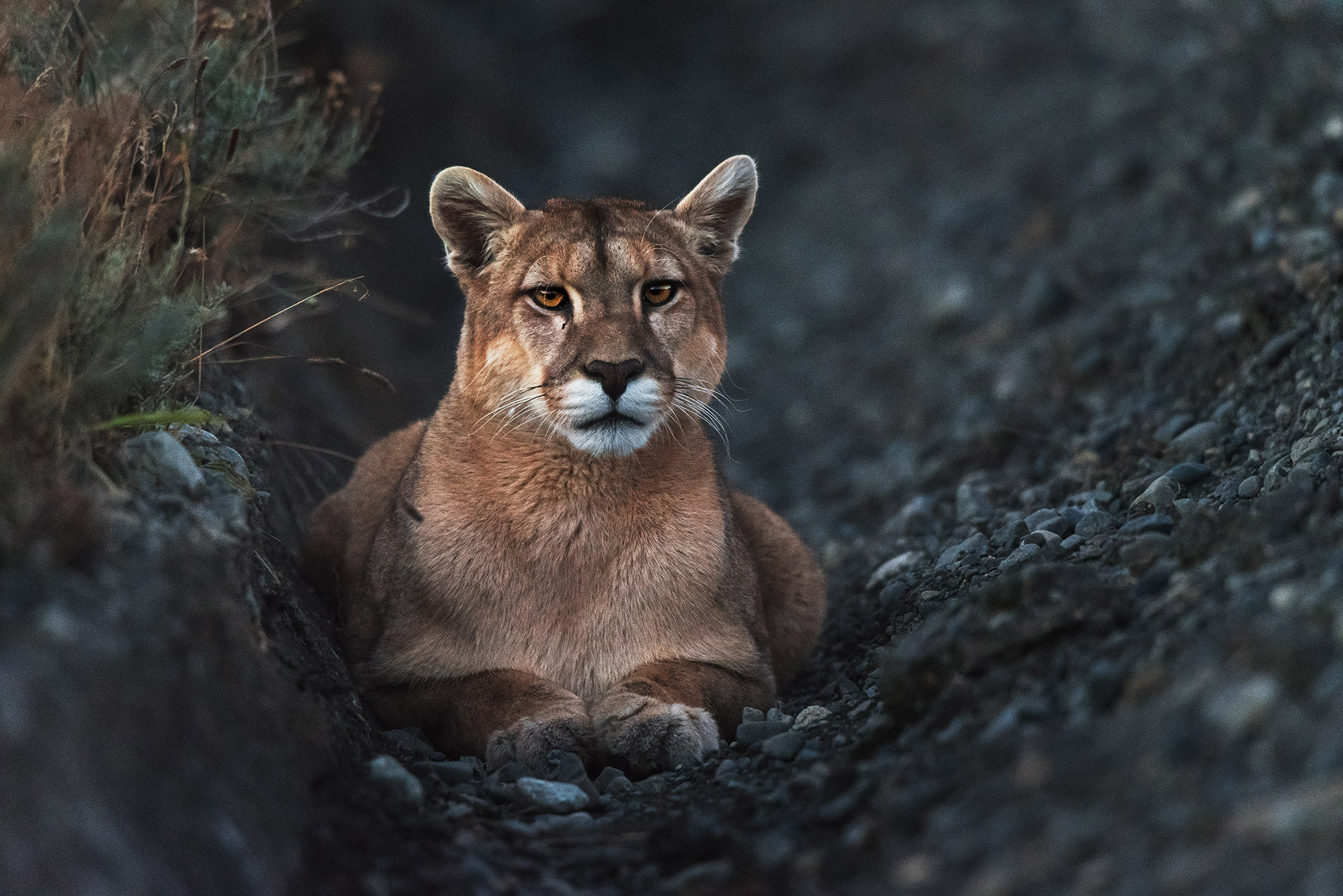 Wildlife что нового