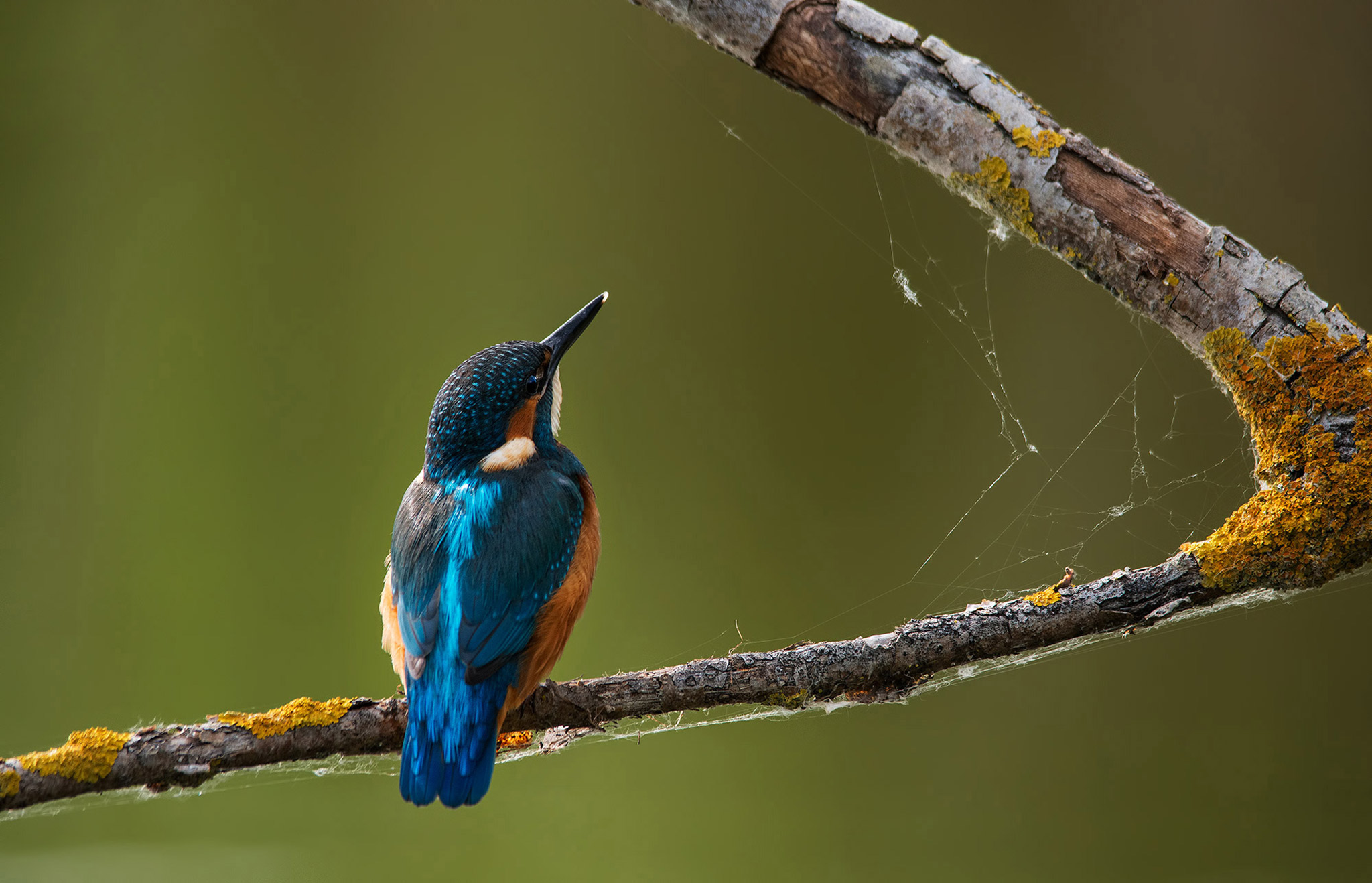 10 Wildlife Photography Tips for Beginners