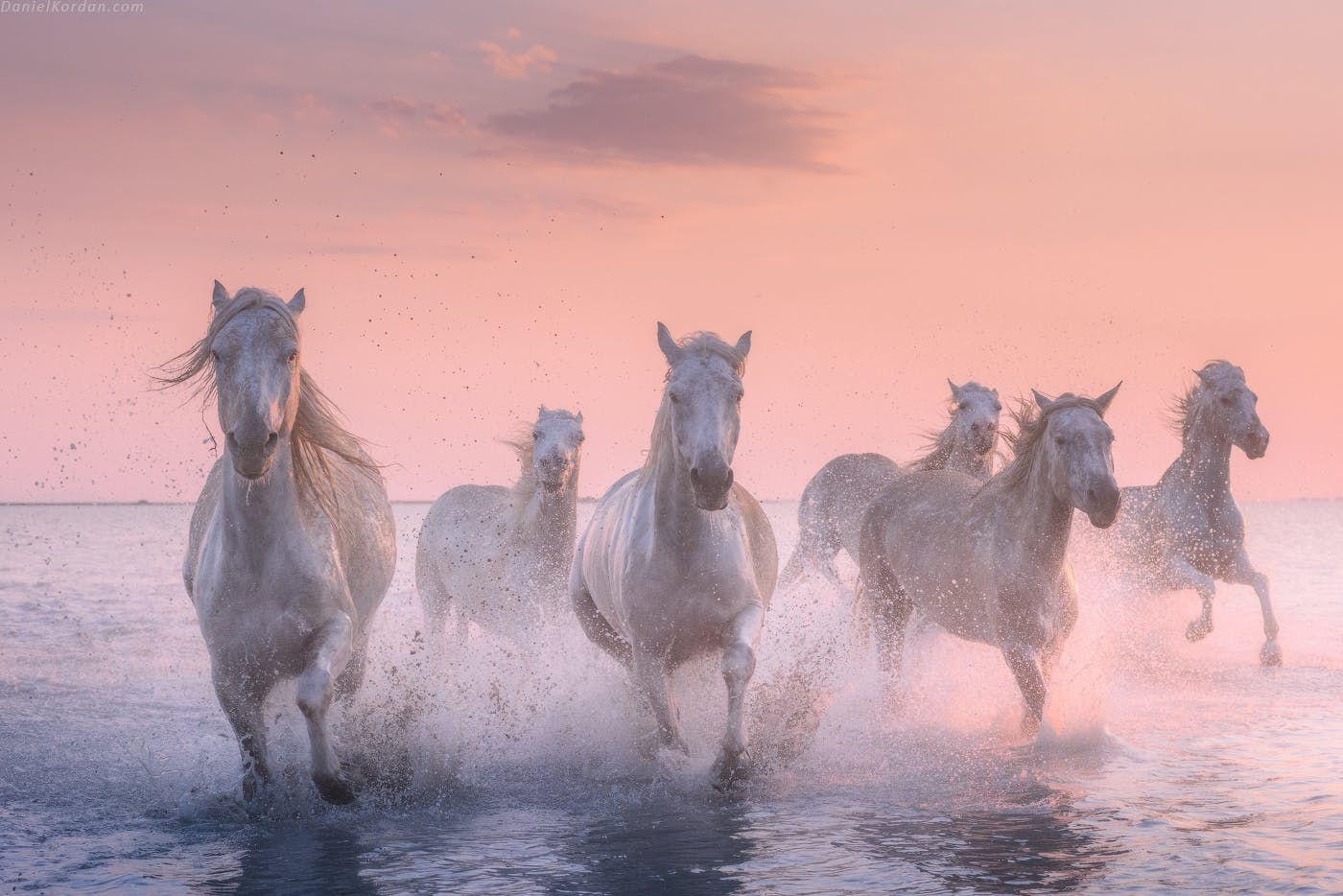 camargue horses photography tour