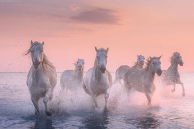 White Horses of Camargue | 5 Day Photo Tour in France - day 1
