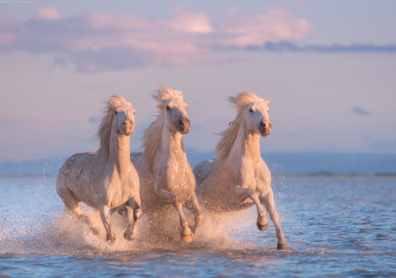White Horses of Camargue | 5 Day Photo Tour in France - day 2