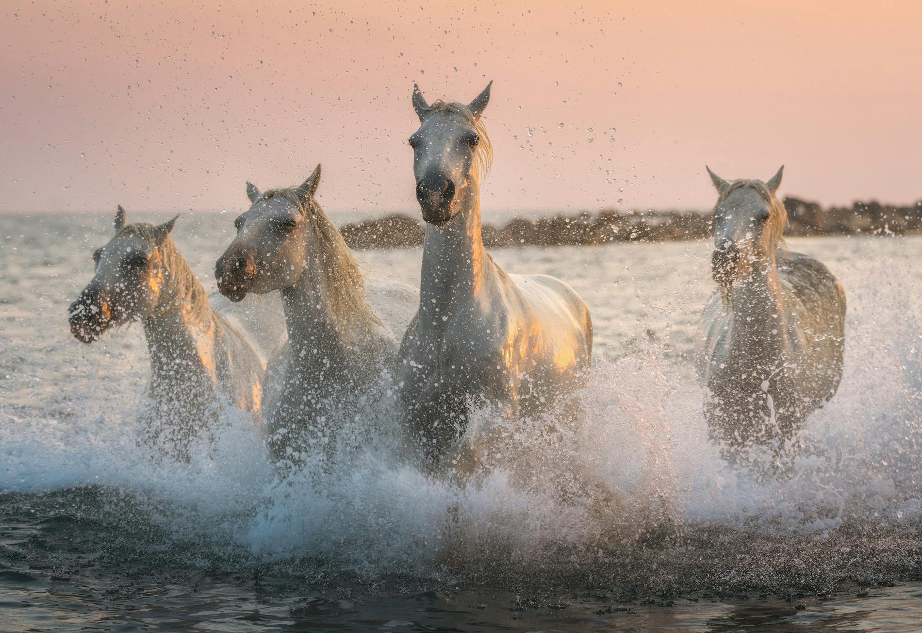 White Horses of Camargue | 5 Day Photo Tour in France - day 3