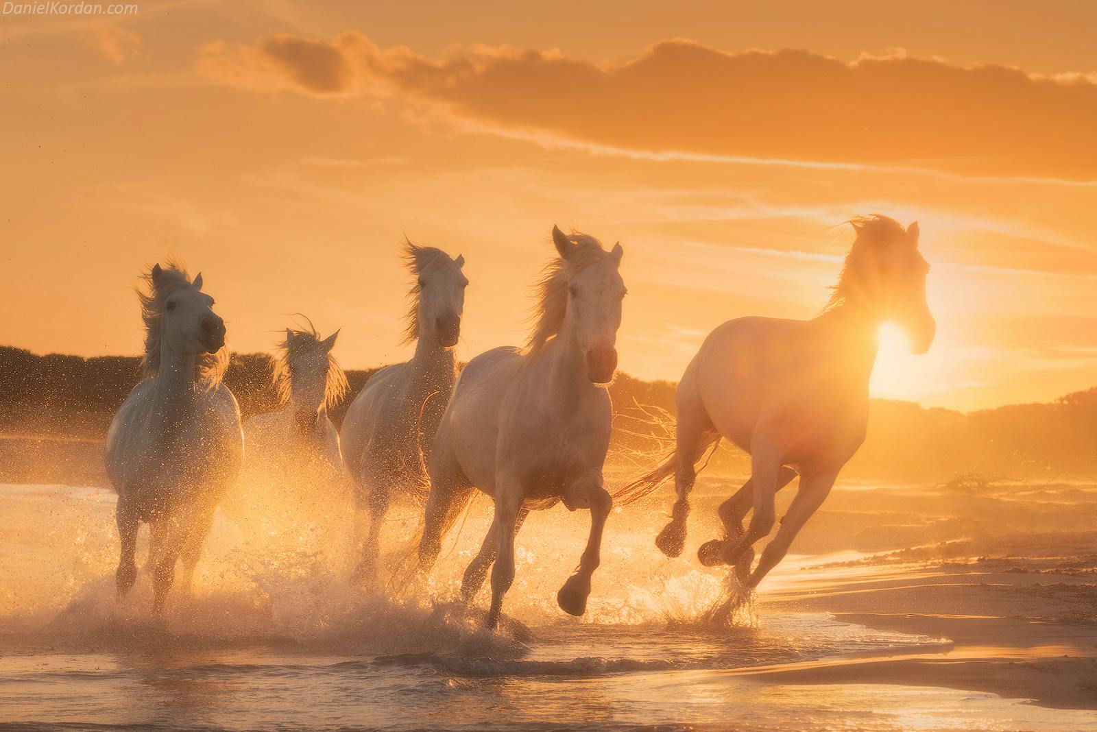 White Horses of Camargue | 5 Day Photo Tour in France - day 4