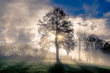 fog-sky-nature-tree-atmosphere-woody-plant-1435821-pxhere.com.jpg