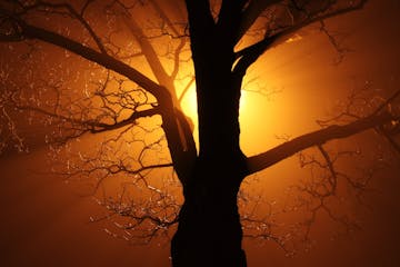 Stock-Sunset-tree-nature-branch-silhouette-light-abstract-1159692-pxhere.com.jpg