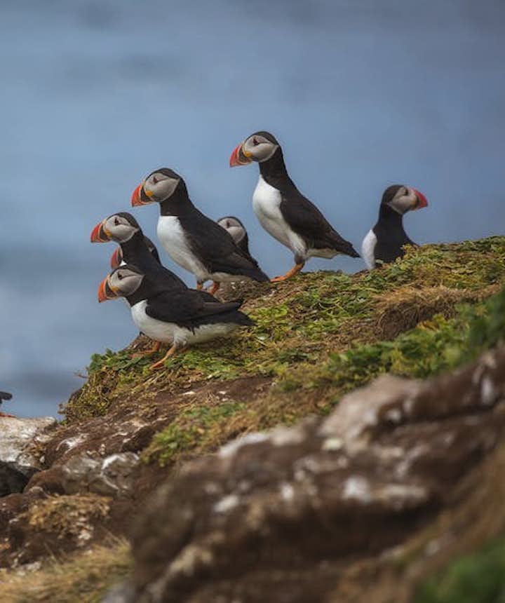  Puffins launch themselves off a rocky cliff face in Iceland - Iceland Photography | Everything You Need To Know