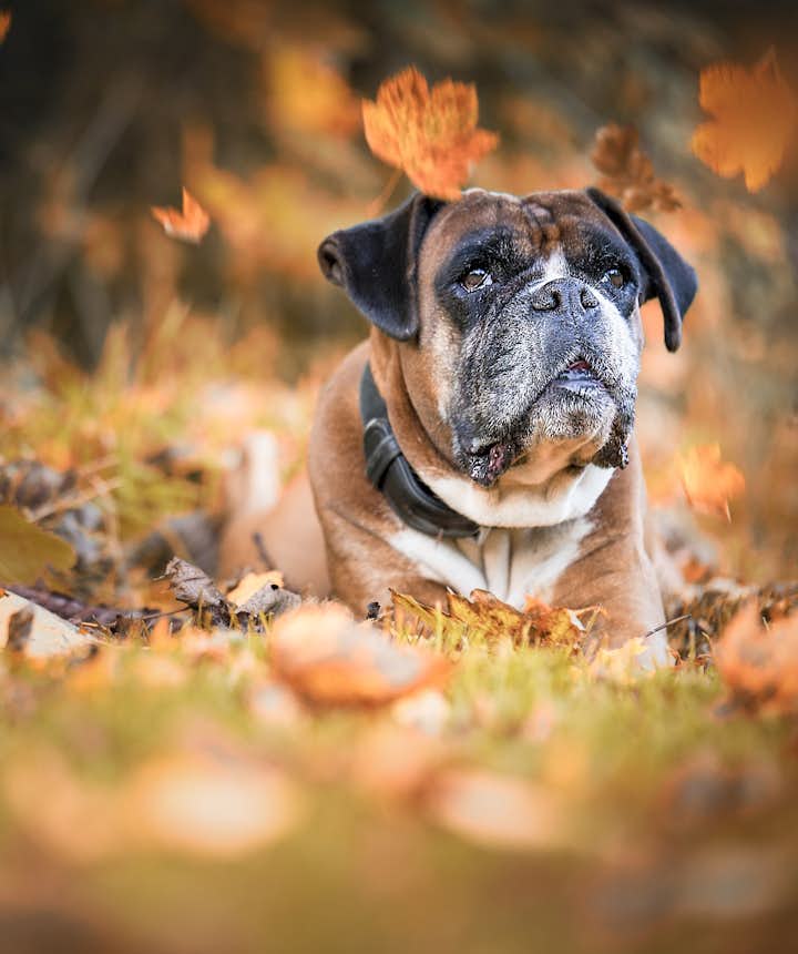 11 Tips for Amazing Autumn Photography