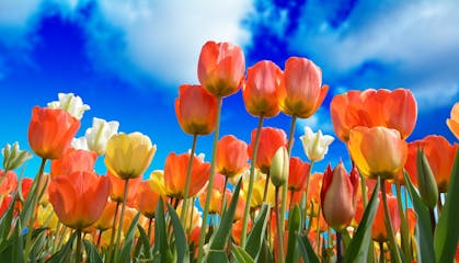 StockImages-Spring-tulips-3251607_1920.jpg