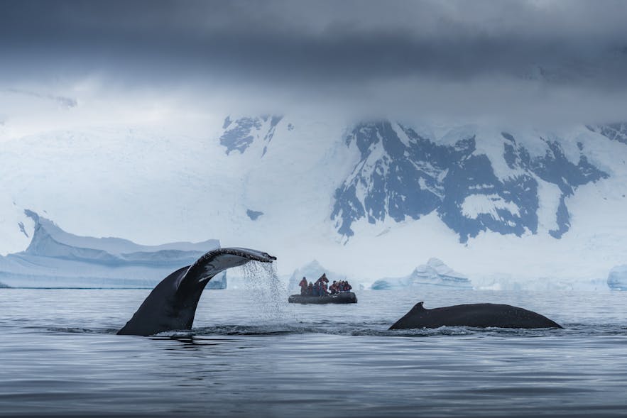 An Unforgettable Trip to Antarctica with Iceland Photo Tours