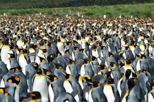 Falklands & South Georgia Photography Expedition