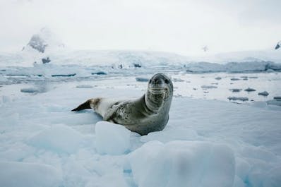 Falklands, South Georgia & Antarctica Photography Expedition - day 16