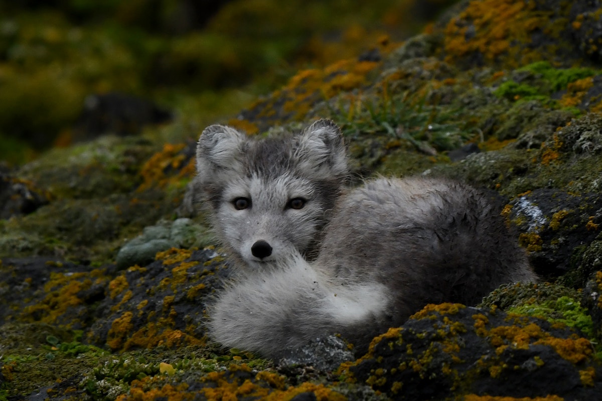 Franz Josef Land Photography Expedition | Iceland Photo Tours