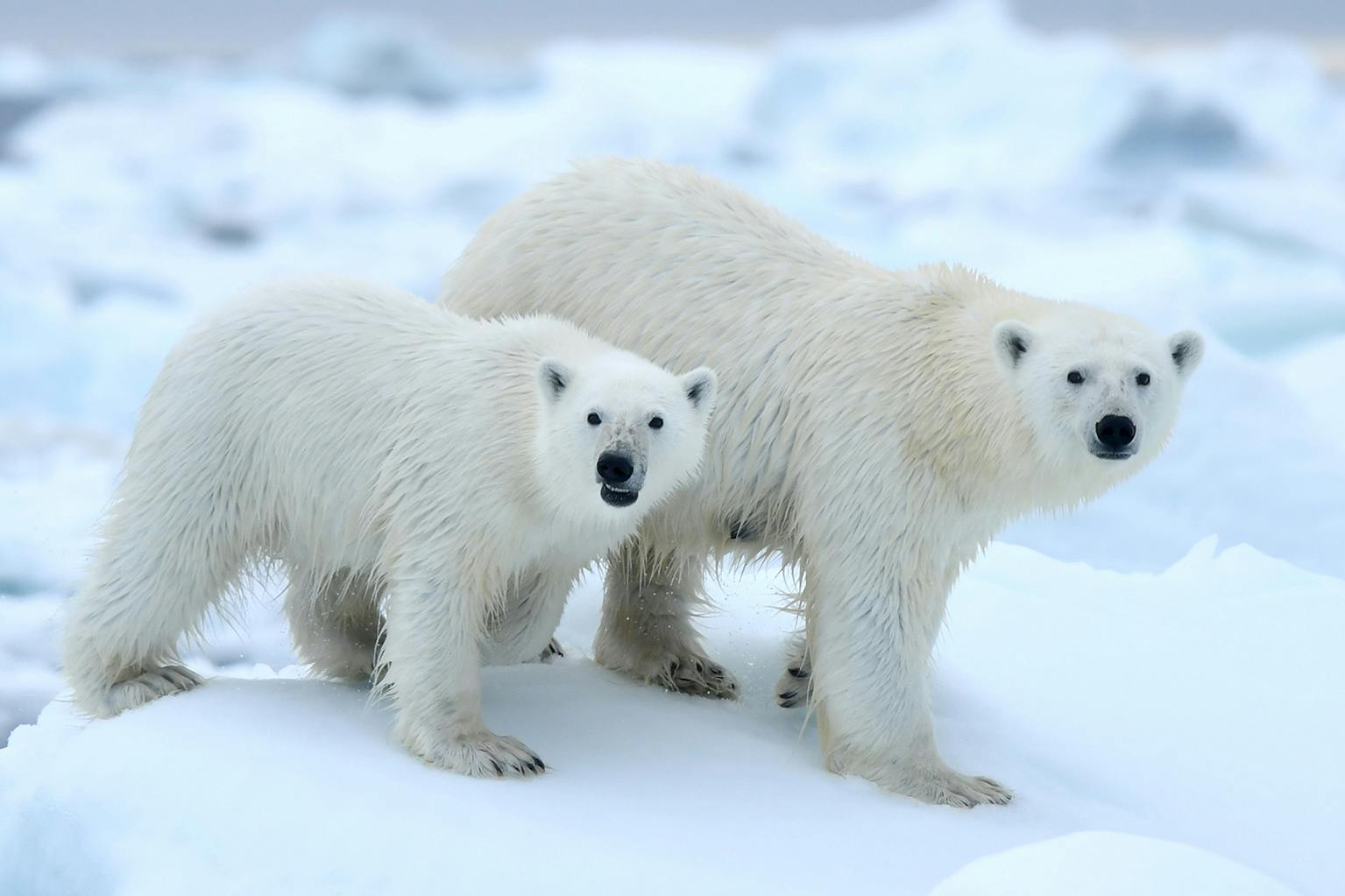 Franz Josef Land Photography Expedition | Iceland Photo T...