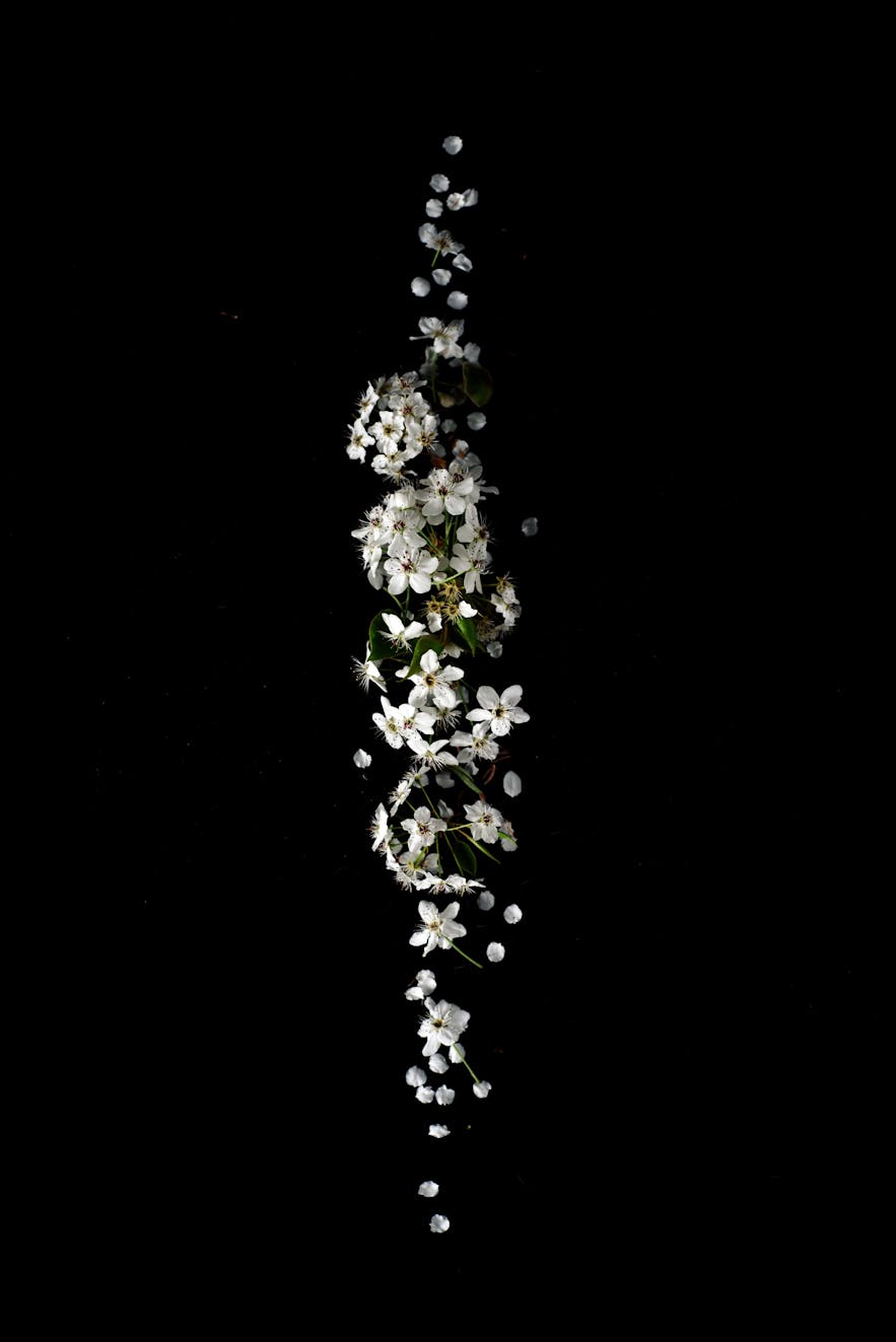 A line of white flowers extends from top to bottom while suspended in a black space