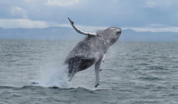 冰岛特色观鲸船游 - 在大西洋看鲸鱼｜雷克雅未克出发