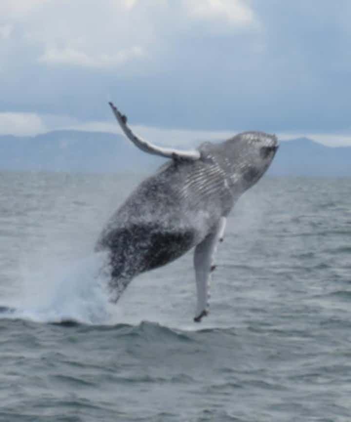 Whale Watching & Puffin Tours