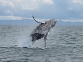 Observation de baleines depuis Reykjavík