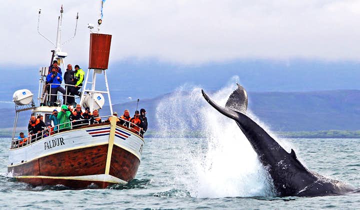 Sortie traditionnelle observation de baleines à Húsavík