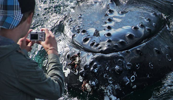 Avistamiento tradicional de ballenas en Húsavík