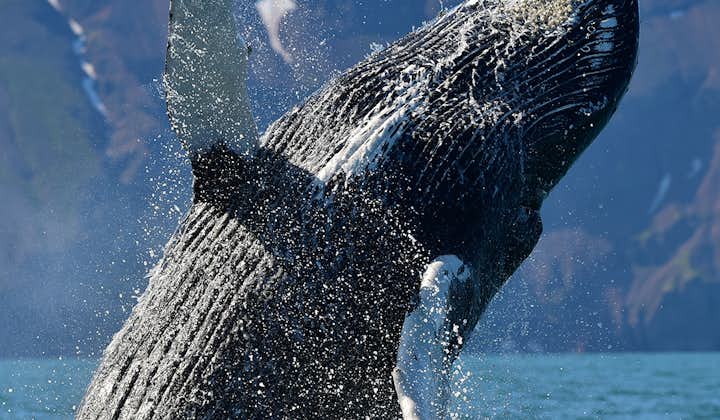 Традиционный тур по наблюдению за китами из Хусавика