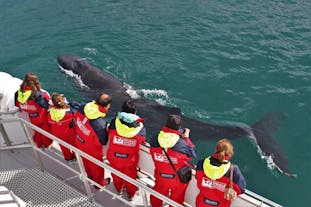 วาฬหลังค่อม ที่เอยาฟจอร์จ  l ทัวร์ชมวาฬจากอาคูเรริย์