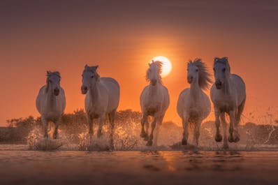 White Horses of Camargue | 5 Day Photo Tour in France - day 5