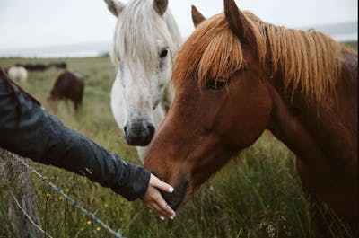 Graceful and unique, these horses showcase their distinct gaits amidst Iceland's breathtaking landscapes.
