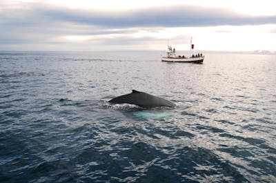 Whale watching in Hauganes offers a thrilling encounter with majestic marine residents amidst Iceland's stunning fjord scenery.