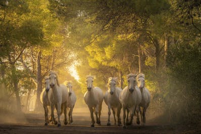 Horses of Camargue and Lavender Fields Photo Tour - day 3