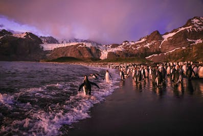 Falklands & South Georgia - Antarctica Photography Tour - day 8