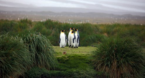 Falklands & South Georgia - Antarctica Photography Tour - day 10